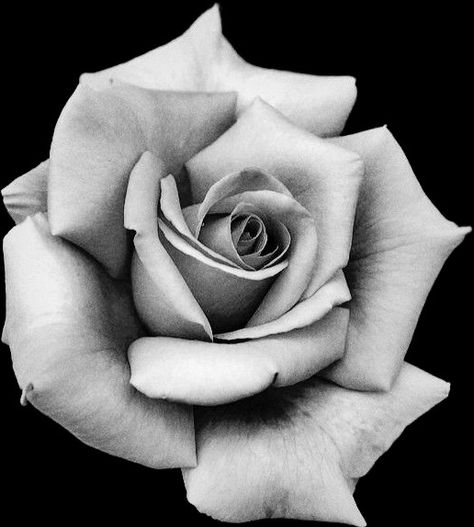 Realistic Rose Drawing, Rose Reference, Realistic Rose Tattoo, Black And Grey Rose, Rose Flower Tattoos, Rose Drawing Tattoo, Black And White Roses, Flower Tattoo Drawings, Realistic Rose