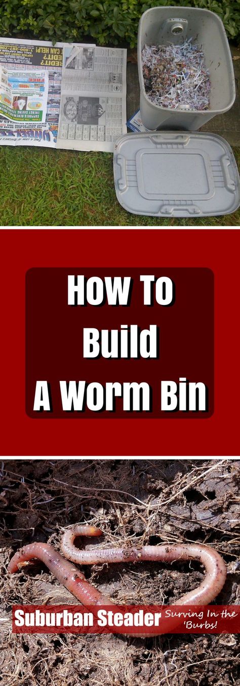 How To Build A Worm Bin Worm Farm Diy, Worm Beds, Suburban Homestead, Worm Farming, Bait Shop, Worm Bin, Worm Composting, Worm Farm, Garden Compost