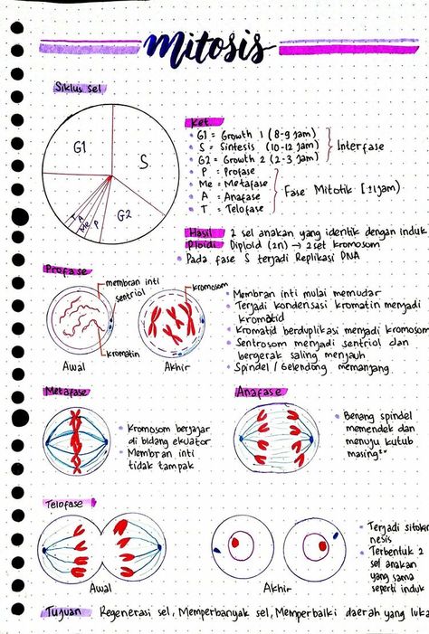 Mitosis Notes, Cell Biology Notes, Biochemistry Notes, Bio Notes, Learn Biology, Biology Revision, Study Biology, Biology Classroom, School Study Ideas