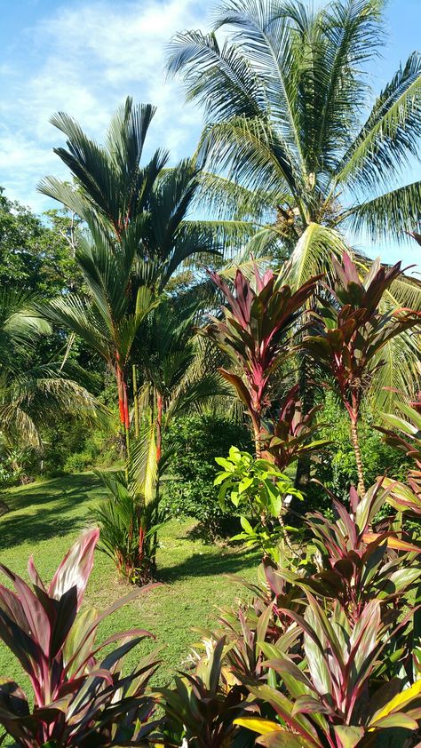 Caribbean Garden Ideas, Caribbean Plants, Jamaican Garden, Jamaican Houses, Caribbean Garden, Caribbean House, Caribbean Aesthetic, Planting Combinations, Caribbean Life