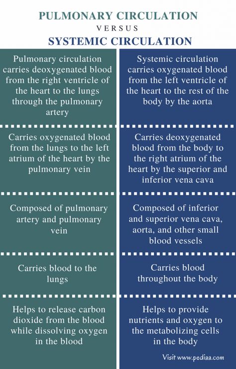 Difference Between Pulmonary and Systemic Circulation - Comparison Summary Double Circulation, Pulmonary Circulation, Pulmonary And Systemic Circulation, Systemic Circulation, Mcat Study, Basic Anatomy And Physiology, Medical Laboratory Science, Medical Student Study, Nurse Study Notes