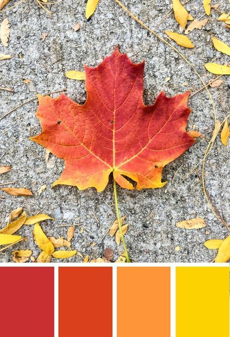 'Fall leaves color palette inspiration. Try this red, orange and yellow color palette on your fall paper crafts, fall wreaths, Thanksgiving table decor, fall wedding colors and more #Colorize #ABColorPalette Orange And Yellow Color Palette, Leaves Color Palette, Wreaths Thanksgiving, Fall Paper Crafts, Yellow Color Palette, Thanksgiving Crafts Diy, Autumn Leaf Color, Color Palette Inspiration, Crafts Fall