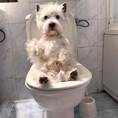 West Highland Terrier Puppy, West Terrier, Every Dog Breed, Westie Puppies, Dog Toilet, Westie Dogs, Silly Dogs, White Terrier, West Highland Terrier