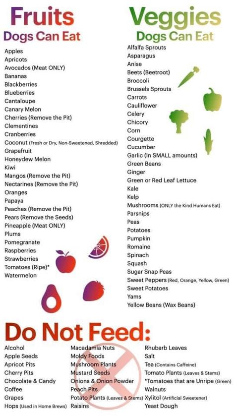 Healthy People Food For Dogs, Safe Puppy Treats, Dog Safe Human Food, Homemade Pet Food Dogs, Food That Dogs Can Eat, Dog Diet Plan Healthy, Safe Homemade Dog Treats, Homemade Canned Dog Food, Food Dogs Can Have