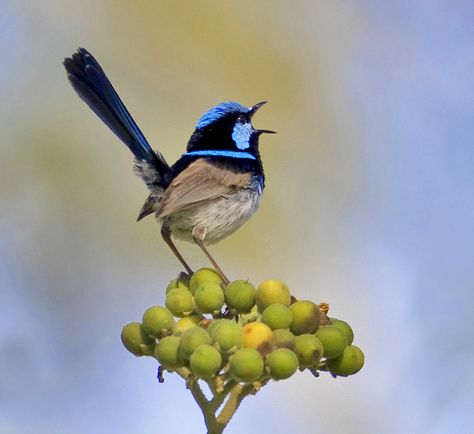 Fairy Wrens, Wren Bird, Blue Wren, Fairy Wren, Watercolor Workshop, Australian Birds, Bird Artwork, Australian Animals, Bird Pictures