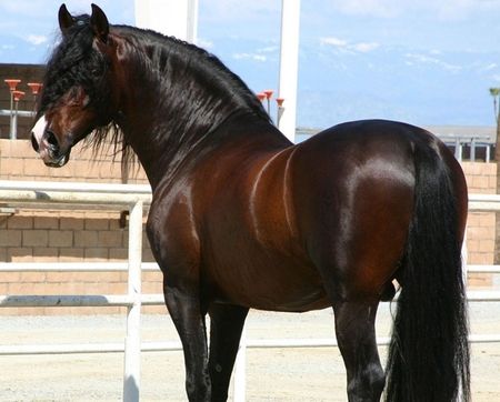 Bay Horse, Andalusian Horse, Horse Horse, Most Beautiful Horses, Most Beautiful Animals, Majestic Horse, Horse World, Brown Horse, All The Pretty Horses