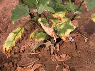 TOMATO FAMILY.VERTICILLIUM WILT.Description: Plants grow normally until midsummer, when they begin to wilt, but do not turn yellow as they do when infected with fusarium wilt. Plants  with verticillium wilt appear droopier each day, with some branches more wilted than others, and make no new growth. Ultimately infected plants melt into a heap of wilted foliage and die. Often some plants growing next to each other are infected. Center for Agriculture, Food and the Environment UMass Amherst Verticillium Wilt, Umass Amherst, Greenhouse Vegetables, Plants Growing, Plant Diseases, Fact Sheet, New Growth, Agriculture, Soil