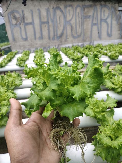 Selada hidroponik Parsley, Lettuce, Herbs, Quick Saves