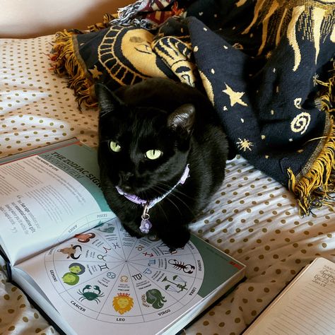 Witchy Cat Aesthetic, Cuddly Black Cat, Black Cat Aesthetic Witch, Book Witch Aesthetic, Witch Style Aesthetic, Cat Witch Aesthetic, Cute Black Cat Aesthetic, Cat Lady Aesthetic, Cat Witchcraft