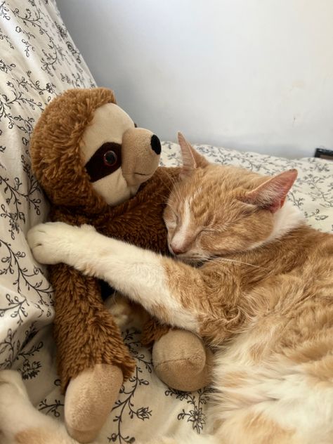 Dr Pets, Animal Pfp, Cat Pfps, Animal Hugs, Stuff Animals, Sleeping Animals, Cat Hug, Cat Cuddle, Orange Cats