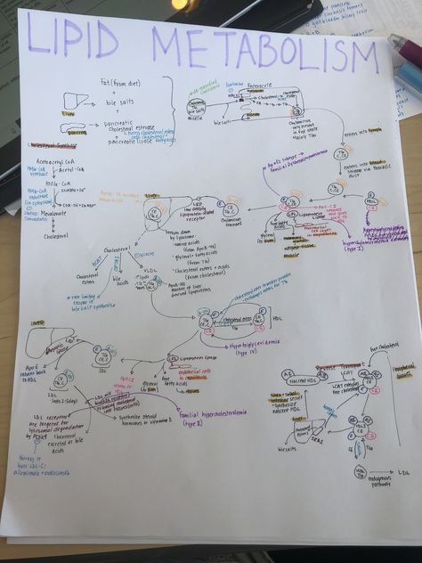 Lipid metabolism Lipid Metabolism Notes, Lipids Biochemistry Notes, Lipids Biochemistry, Lipid Metabolism, Biochemistry Notes, Mental Map, Medical Student Motivation, Biology Facts, Teaching Chemistry