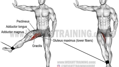 Adductor Longus, Hip Adduction, Cable Machine Workout, Ultimate Ab Workout, Gluteus Maximus, Cable Workout, Inner Thigh Workout, Cable Machine, Leg And Glute Workout