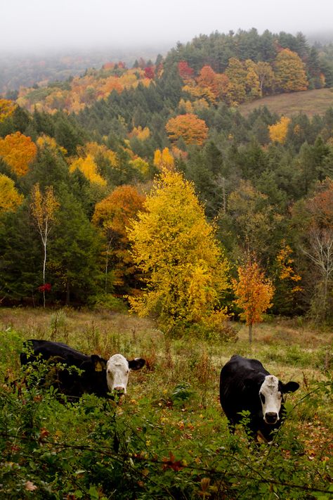 Farm Aesthetic Country Living, Autumn Countryside, Autumn Farm, November Aesthetic, Autumn Country, Fall Farm, Golden Days, Country Scenes, Autumn Scenery