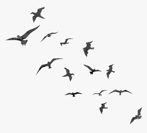 Birds Flying Silhouette, Flying Bird Silhouette, Bird Flight, Ceramic Sculpture Figurative, Camera Tattoo, Black And White Birds, Cartoon Crazy, Beautiful Arabian Horses, Birds In The Sky