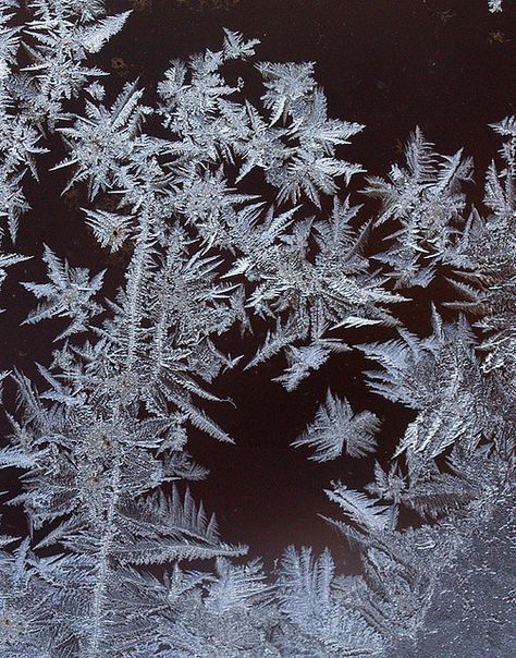 According to Bailey the Ice Garden has a scent of roses, ice and sugar. They remind him of the spun-sugar flowers sold by vendors in the courtyard. Snowflakes Photography, Anne Bolyne, Dry Ice Experiments, Holidays In December, Ice Garden, Enchanting Words, Frost Pattern, Snowflake Photography, Erin Morgenstern