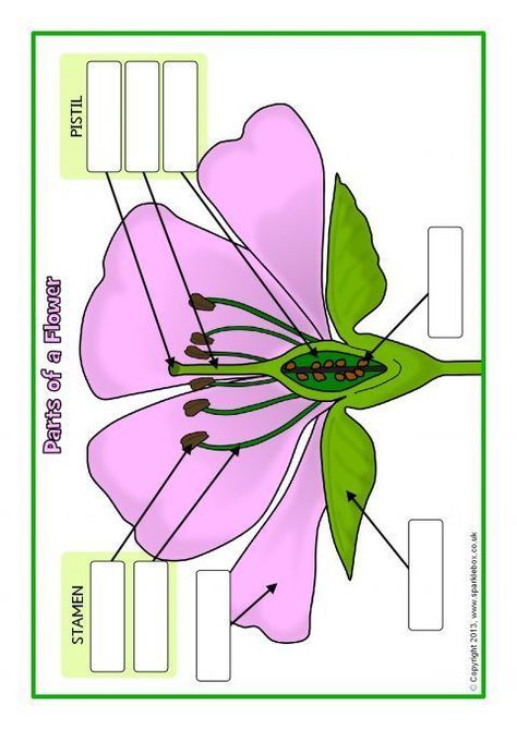 Parts of a Plant and Flower Posters/Worksheets (SB1317) - SparkleBox Diagram Of A Flower, Teaching Plants, Plant Lessons, Biology Plants, Flower Posters, Plants Unit, Plant Activities, 4th Grade Science, 6th Grade Science