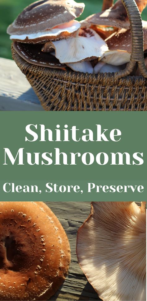 Very Low Calorie Foods, How To Store Mushrooms, Growing Shiitake Mushrooms, Mushroom Storage, Mushroom Guide, Shitake Mushrooms, Mushroom Recipes Healthy, Shitake Mushroom, Shiitake Mushrooms