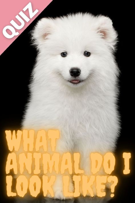 A fun quiz that will depict which type of animal you resemble the most once you answer some random questions. Everyone has certain characteristics or personality traits that may resemble certain animals. What Animal Do I Look Like Quiz. What animal am i quiz. #Quizony #quiz #animal #dog #cat #parrot #personalityQuiz #samoyed Ask Your Friends Which Animal You Are, Which Animal Are You Quiz, Am I A Therian Quiz, Which Animal Are You, What Animal Am I Quiz, Animal Face Type, Therian Quiz, What Animal Am I, Types Of Wolves