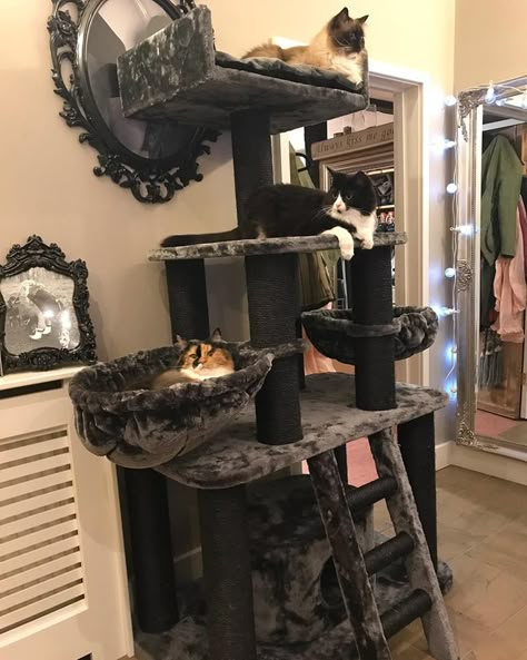 Cat Room Decor, Katt Grejer, Silly Kitties, Cat Bedroom, House Pets, Cool Cat Trees, Cat Tree House, Cat House Diy, Cat Towers