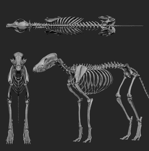 Red Fox Skeleton, Fox Muscle Anatomy, Red Fox Anatomy, Fox Anatomy Study, Fox Skeleton Anatomy, Fox Skeleton Drawing, Fox Skeleton, Wolf Skeleton, Fox Anatomy