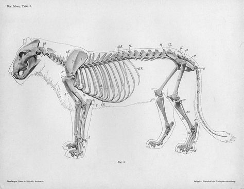 Lose Yourself In The Gorgeous Anatomical Drawings of Hermann Dittrich Pumas Animal, Lion Anatomy, Feline Anatomy, Cat Anatomy, Animal Skeletons, Animal Anatomy, Cat Reference, Cat Spray, Anatomy For Artists