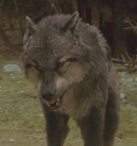 Paul Lahote | Twilight Saga Wiki ... Twilight Wolf Pack, Paul Lahote, Twilight Wolf, Angry Wolf, Twilight Saga New Moon, Twilight Saga Series, Twilight New Moon, Wolf Spirit Animal, Vampires And Werewolves