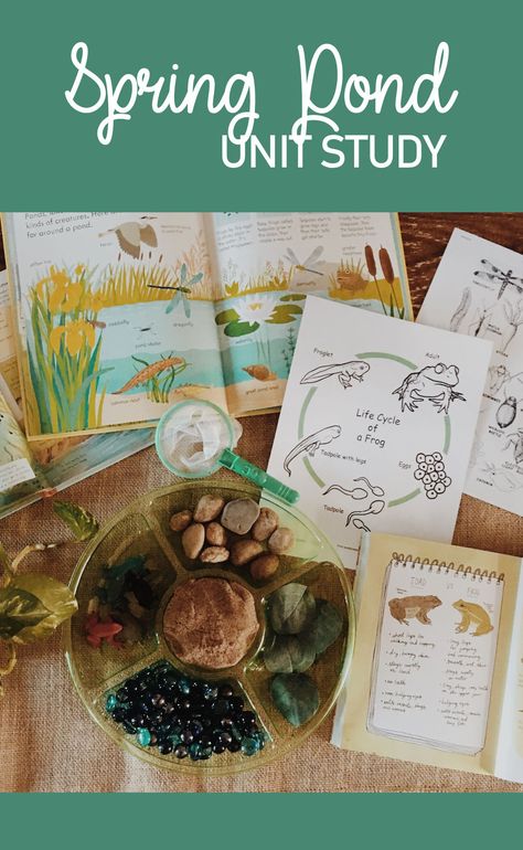 Spring pond and lifecycle of a frog nature study for kids! #homeschool #lessonplans #springcrafts #frogstudy #naturestudy May Homeschool Themes, Spring Home School Activities, Frog Games For Preschoolers, March Homeschool Ideas, Frog Unit Study, Pond Frog, Spring Nature Table, Frog Life Cycle, Nature Lessons