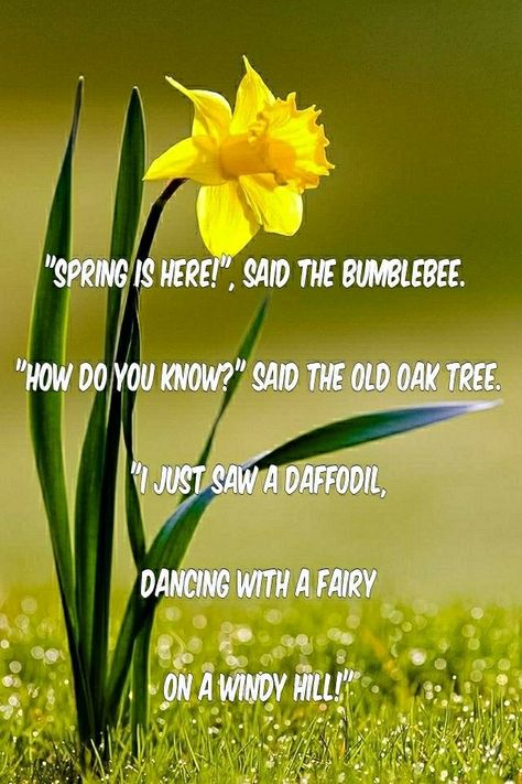 "Spring is here!", said the bumblebee. "How do you know?" said the old Oak tree. "I just saw a daffodil, dancing with a fairy on a windy hill!" Daffodil Quotes, Springtime Quotes, Here Quotes, Fate Quotes, All Shall Be Well, March Quotes, Diving Quotes, Inspirational Rocks, Spring Quotes