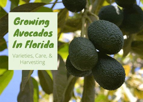 Growing Avocados In Florida | Varieties, Care, & Harvesting Homesteading In Florida, Florida Avocado, Growing Avocados, Avocado Tree Care, Roses In Potatoes, Avocado Plant From Seed, Terrace Backyard, Southern Gardening, Avocado Seed Growing