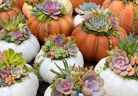 Succulent pumpkins are the best DIY of this fall. Experts share tips for creating the perfect centerpiece for Halloween and Thanksgiving. Fall Window Boxes, Succulent Pumpkin, Planting Pumpkins, Succulent Wedding Favors, Pumpkin Centerpiece, Growing Pumpkins, Succulent Cuttings, Paper Plants, Faux Pumpkins