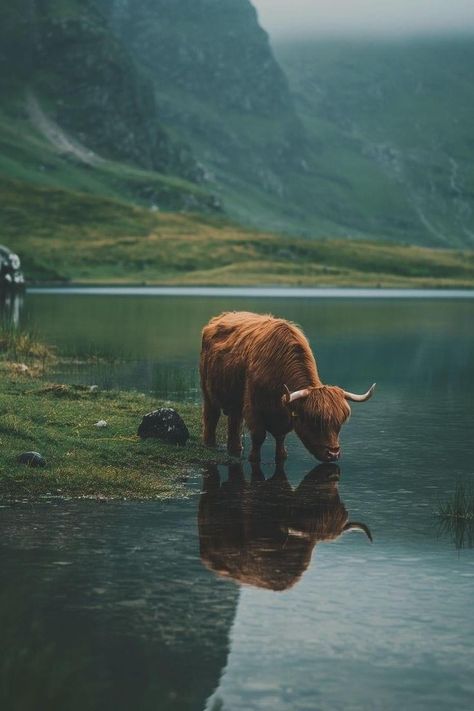 Highland Cow Photography, Scotland Nature, Cow Photography, Scottish Cow, Mini Cows, Scottish Highland Cow, Cow Pictures, Craft Photography, Pretty Backgrounds