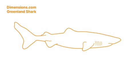 Reference for my current project that I wanted to have here Greenland Shark Drawing, Shark Side View, Greenland Shark, Side View Drawing, View Drawing, Shark Drawing, Shark Plush, Side View, Sharks