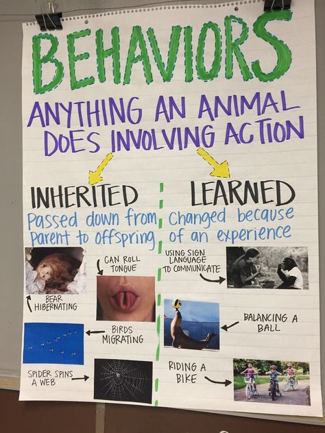 Inherited Traits/ Behaviors Anchor Chart Inherited Traits And Learned Behaviors Anchor Chart, Animal Behavior Science, Animal Traits 3rd Grade, Inherited Traits Anchor Chart, Inherited Traits 3rd Grade, Genetics Anchor Chart, Science Anchor Charts 5th Grade, Animal Adaptations Anchor Chart, Adaptations Anchor Chart