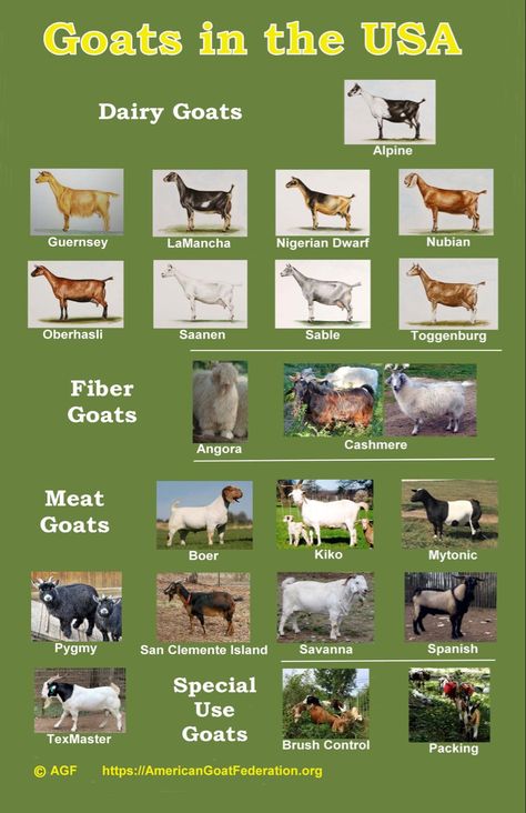 Meat Goats Breeds, Pig Breeds Chart, Goat Breeds Chart, Goat Types, Goat Farming Ideas, Goat Sketch, Anglo Nubian Goats, Goat Feed, Types Of Goats