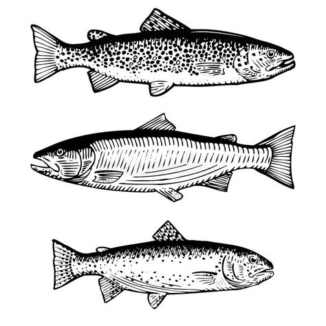 Salmon Illustration, Salmon Drawing, Salmon Tattoo, Trout Tattoo, Art Fair Booth, Trout Art, Drawn Fish, Atlantic Salmon, Fish Drawings