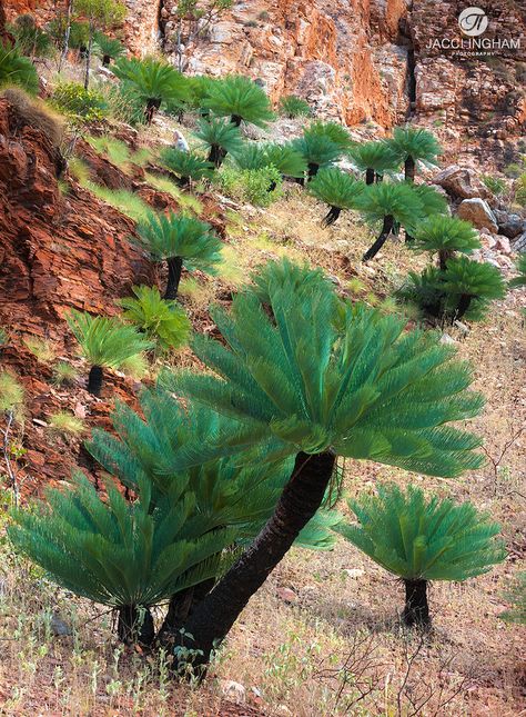 Palm Tree Flowers, Kaktus Dan Sukulen, Scenery Beach, Phuket Island, Palm Garden, Tropical Garden Design, Australian Native Plants, Desert Garden, Fairy Queen