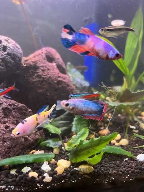 Betta Sorority Tanks, Betta Sorority, Beta Fish, Betta Fish, Matilda, Fish Tank, Sorority, Fish, Pet