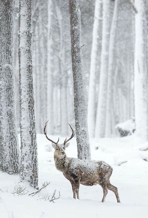 Red Deer Stag, Nature Picture, Conifer Trees, Deer Stags, Scotland Uk, British Wildlife, Winter Animals, Red Deer, Poster Size Prints