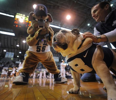 The Butler Bulldogs-Blue mascots! Butler Bulldogs, Butler University, Bulldog Mascot, The Butler, Good Dog, Sweet Dogs, Make You Smile, Best Dogs, Cute Puppies