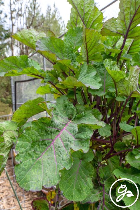 If you’re a big fan of brassicas such as cabbage and kale then you’ll adore tree collards. Discover the joys of growing and harvesting this distinctive leafy treat. Get the Know How here. Cabbage And Kale, All Fruits, Water Wise, Sustainable Garden, Vegetable Gardening, Trees And Shrubs, All Flowers, Water Plants, Cacti And Succulents