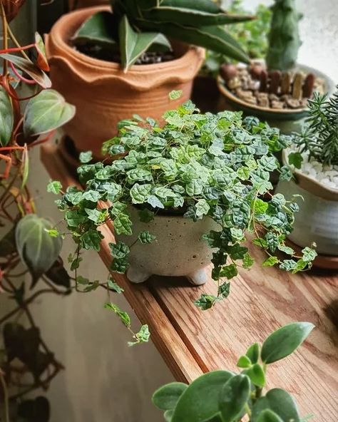 Trailing Succulents, Creeping Fig, Ficus Pumila, Succulent Garden Diy, Propagating Succulents, Plants For Hanging Baskets, Hanging Succulents, Plant Images, House Plants Decor