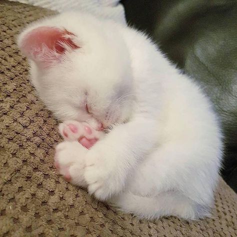 Focus Motivation, White Kitten, Söt Katt, Cute Little Kittens, Silly Cats Pictures, Cute Cats Photos, Super Cute Animals, Dance Team, Cute Animals Images