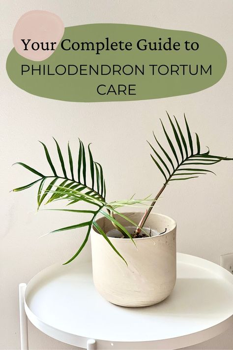 Philodendron Tortum, Philodendron Plant, Philodendron Monstera, Plant Care Houseplant, Indoor Plant Care, Plant Aesthetic, House Plants Decor, House Plants Indoor, Rare Plants