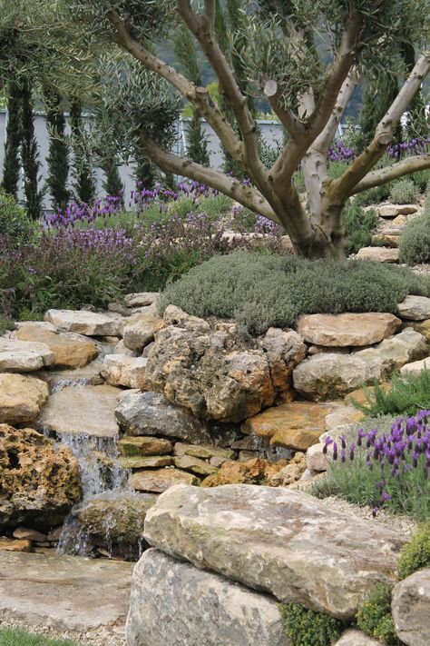 Olive grove garden. This place must be a dream. Terraced Mediterranean Garden, Meditterean Garden, Mediterranean Trees, Olive Trees Landscape, Olive Trees Garden, Mediterranean Garden Design, Olive Grove, Mediterranean Landscaping, Landscape Construction