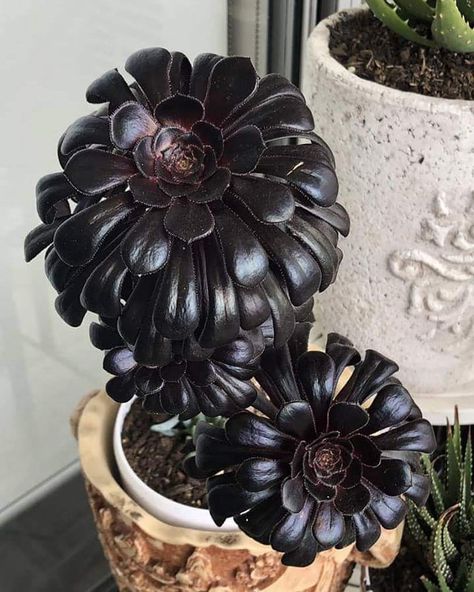 World of Succulents on Instagram: “Aeonium arboreum ‘Zwartkop’, commonly known as Black Rose, Black Beauty, Black Tree Aeonium or Black Aeonium  For more info and photos…” Black Succulents, Flowering Succulents, Goth Garden, Purple Succulents, Gothic Garden, Types Of Succulents, Colorful Succulents, Succulent Gardening, Unusual Plants