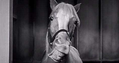 Secrets About Mr. Ed the Talking Horse Mr Ed, Dog Probiotics, Mister Ed, Palomino Horse, Show Horse, Gay Pride Flag, Pilot Episode, B Movie, Princess Of Power