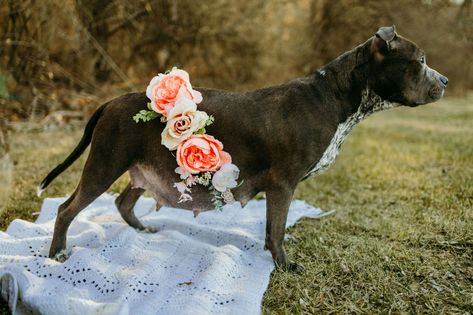 Dog Maternity Shoot Ideas, Pregnant Dog Photoshoot, Pregnant Dog Maternity Shoot, Dog Maternity Shoot, Pregnant Dogs, Puppy Pics, Couple Pregnancy Photoshoot, Golden Puppies, Pregnant Dog