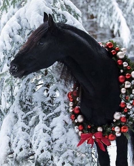 14 Wonderful Pictures Proving That Horses are Magical Creatures | Page 2 of 3 | PetPress Christmas Horse Photoshoot, Horse Christmas Pictures, Cute Christmas Animals, Horse Snow, Horses In Snow, Pictures With Horses, Winter Horse, Christmas Horse, Cute Horse Pictures