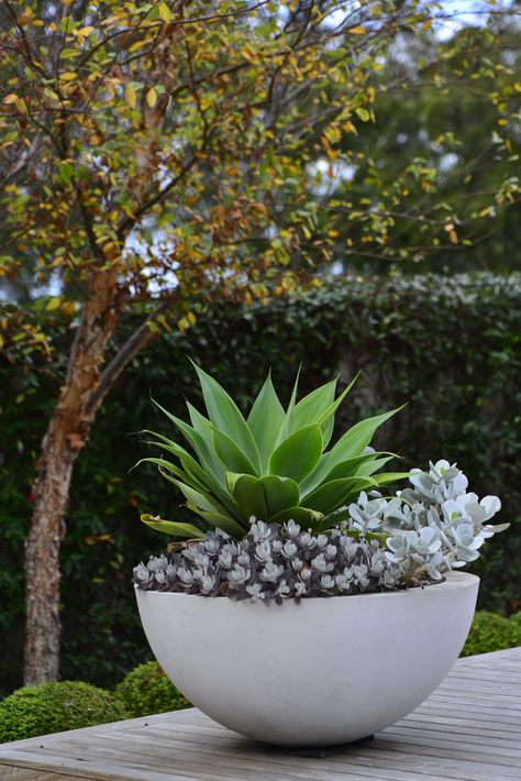 Potted Plants Outdoor, Garden Plant Pots, Pot Plants, Outdoor Pots, Have Inspiration, Container Gardens, Container Garden, Garden Cottage, Outdoor Planters