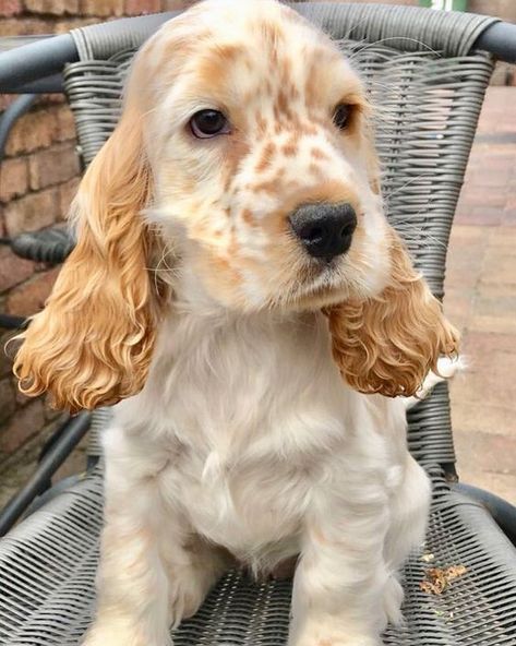 12 Reasons Why You Should Never Own Cocker Spaniels | The Paws English Cocker Spaniel Puppies, Golden Cocker Spaniel, Cocker Spaniel Puppies, Cocker Spaniel Dog, English Cocker Spaniel, Cocker Spaniels, Spaniel Puppies, Dog Rules, Spaniel Dog